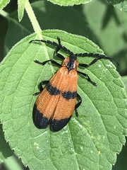 Calopteron reticulatum
