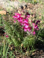 Pedicularis rubens