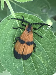 Calopteron reticulatum