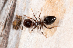 Crematogaster cornigera