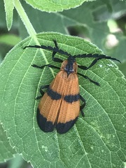 Calopteron reticulatum