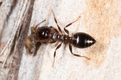 Crematogaster cornigera