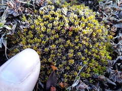 Colobanthus brevisepalus