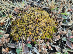 Colobanthus brevisepalus