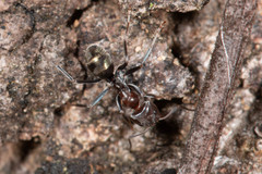 Iridomyrmex rufoniger