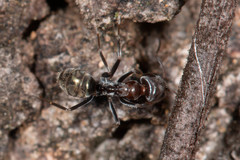 Iridomyrmex rufoniger