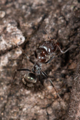 Iridomyrmex rufoniger