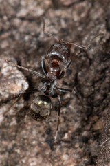 Iridomyrmex rufoniger