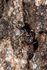 Iridomyrmex rufoniger