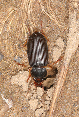 Anisodactylus verticalis