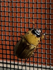 Cyclocephala