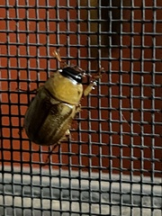 Cyclocephala