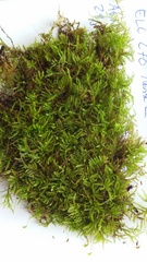 Eurhynchiastrum pulchellum