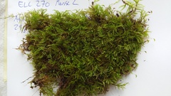 Eurhynchiastrum pulchellum