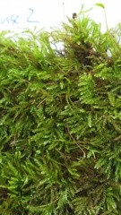 Eurhynchiastrum pulchellum