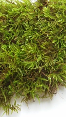 Eurhynchiastrum pulchellum