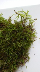 Eurhynchiastrum pulchellum