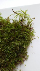 Eurhynchiastrum pulchellum