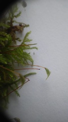 Eurhynchiastrum pulchellum