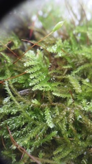 Eurhynchiastrum pulchellum