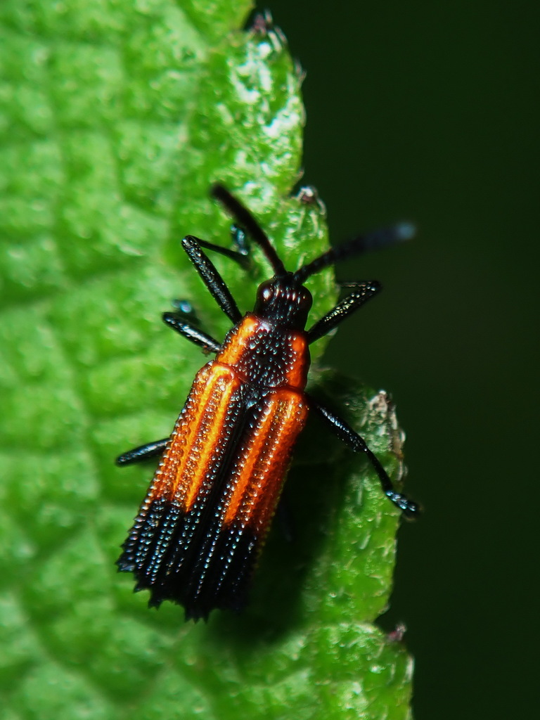 Pentispa clarkella
