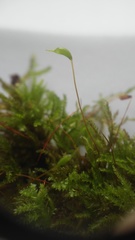 Eurhynchiastrum pulchellum