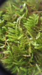 Eurhynchiastrum pulchellum