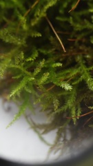 Eurhynchiastrum pulchellum