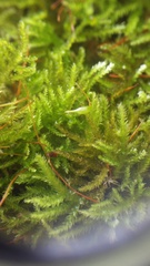 Eurhynchiastrum pulchellum