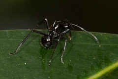 Polyrhachis pilosa