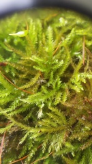 Eurhynchiastrum pulchellum