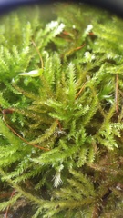 Eurhynchiastrum pulchellum