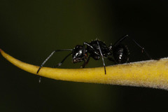 Polyrhachis pilosa