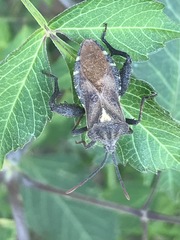 Piezogaster indecorus