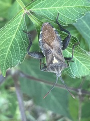 Piezogaster indecorus