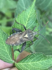 Piezogaster indecorus