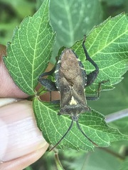 Piezogaster indecorus