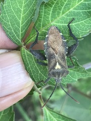 Piezogaster indecorus