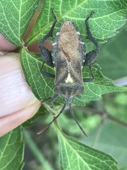 Piezogaster indecorus