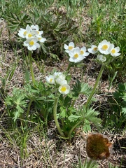 Anemonastrum crinitum