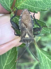 Piezogaster indecorus