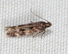 Glauce pectenalaeella
