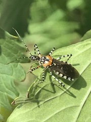 Pselliopus zebra
