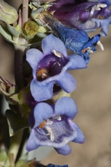 Penstemon immanifestus