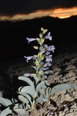 Penstemon immanifestus
