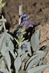 Penstemon immanifestus