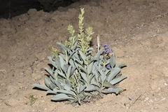 Penstemon immanifestus