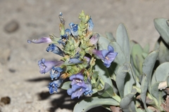 Penstemon immanifestus