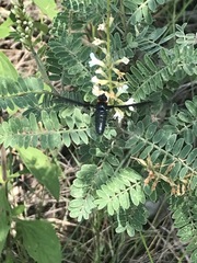 Cyananthrax cyanopterus