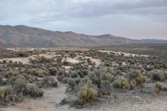 Penstemon immanifestus